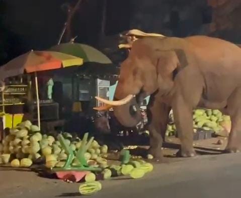 மேட்டுப்பாளையம் அருகே தர்பூசணி பழங்களை ருசித்த பாகுபலி...