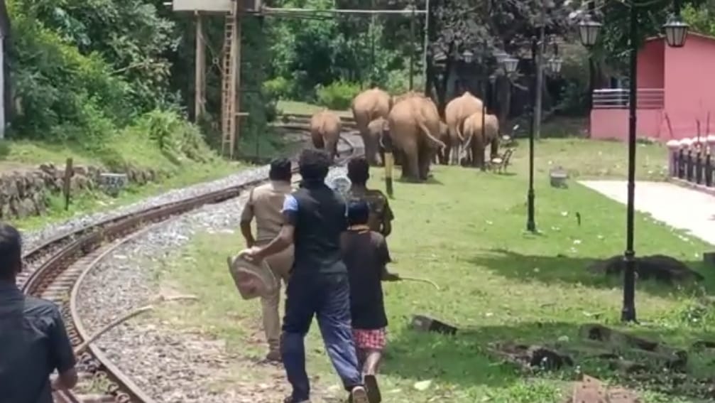 பொதுமக்களை விரட்டிய யானை