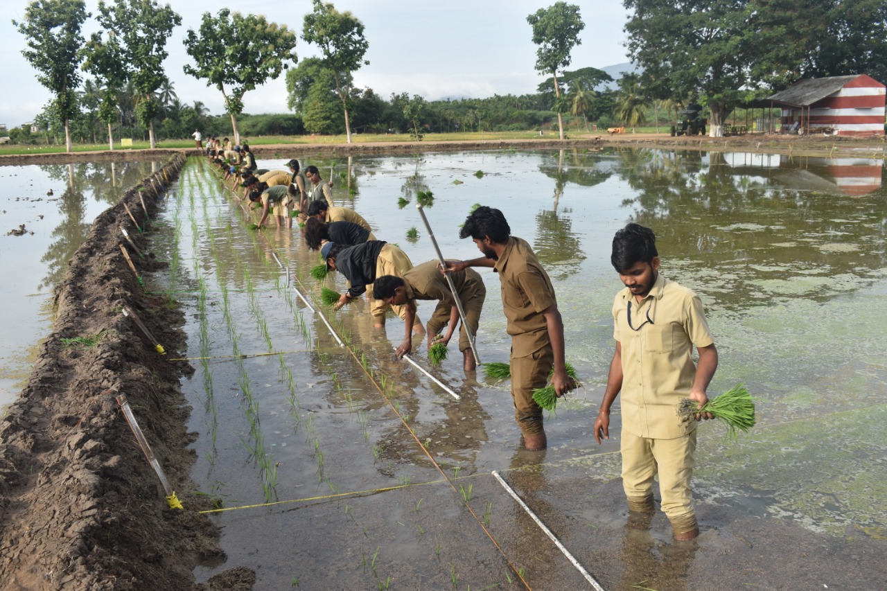 ஒவ்வொருவருக்கும் 4 சென்ட் இடம்.. கோவையில் வயலில் இறங்கிய மாணவர்கள்..!