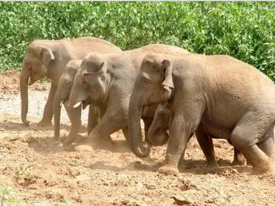 குன்னூரில் மண்ணில் புரண்டு விளையாடும் யானைகள்