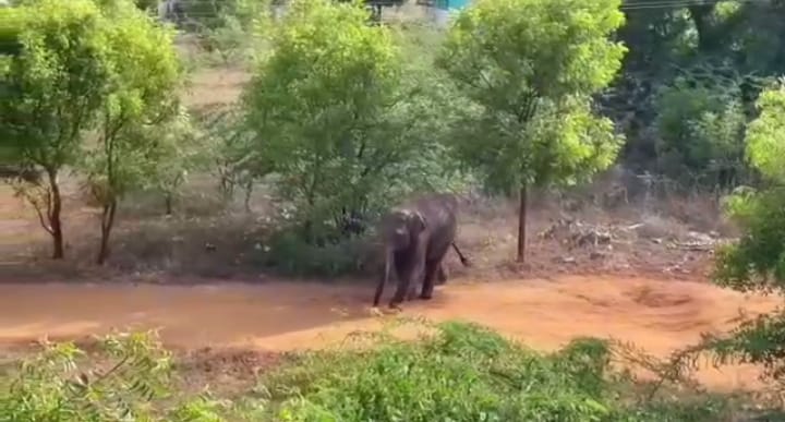 கோவையில் ஊருக்குள் புகுந்து ஆக்ரோஷமாக சுற்றி வரும் யானை - பொதுமக்கள் பீதி