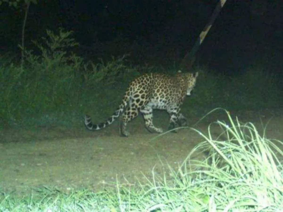 மேட்டுப்பாளையம் அருகே சிறுத்தை கடித்து பெண்கன்று குட்டி பலி