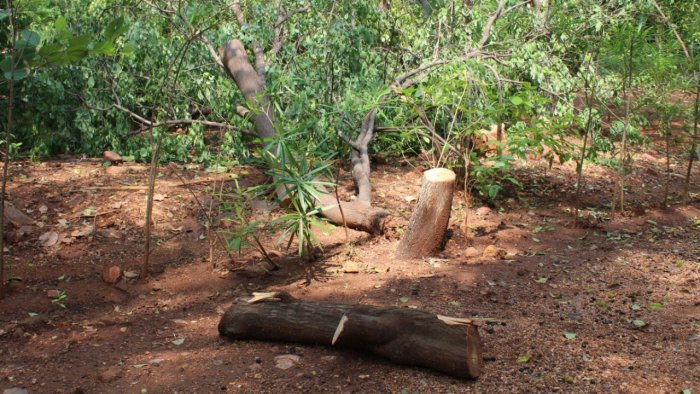 காரமடை வனத்தில் சந்தன மரம் வெட்டி கடத்த முயன்ற 3 பேர் கைது