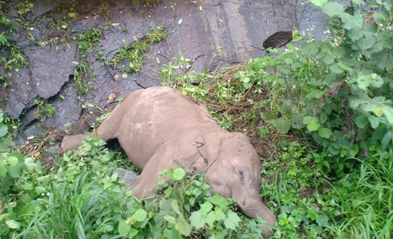 கோவையில் மலையிலிருந்து விழுந்து பெண் யானை பரிதாப பலி