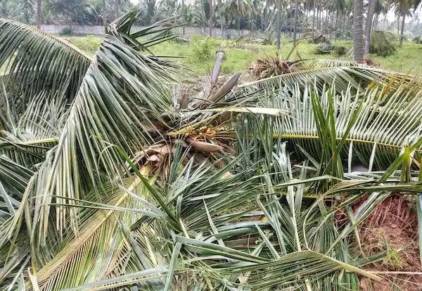 கோவை தொண்டாமுத்தூர் பகுதியில் காட்டு யானைகளால் வேரோடு சாய்க்கப்பட்ட தென்னை மரங்கள்