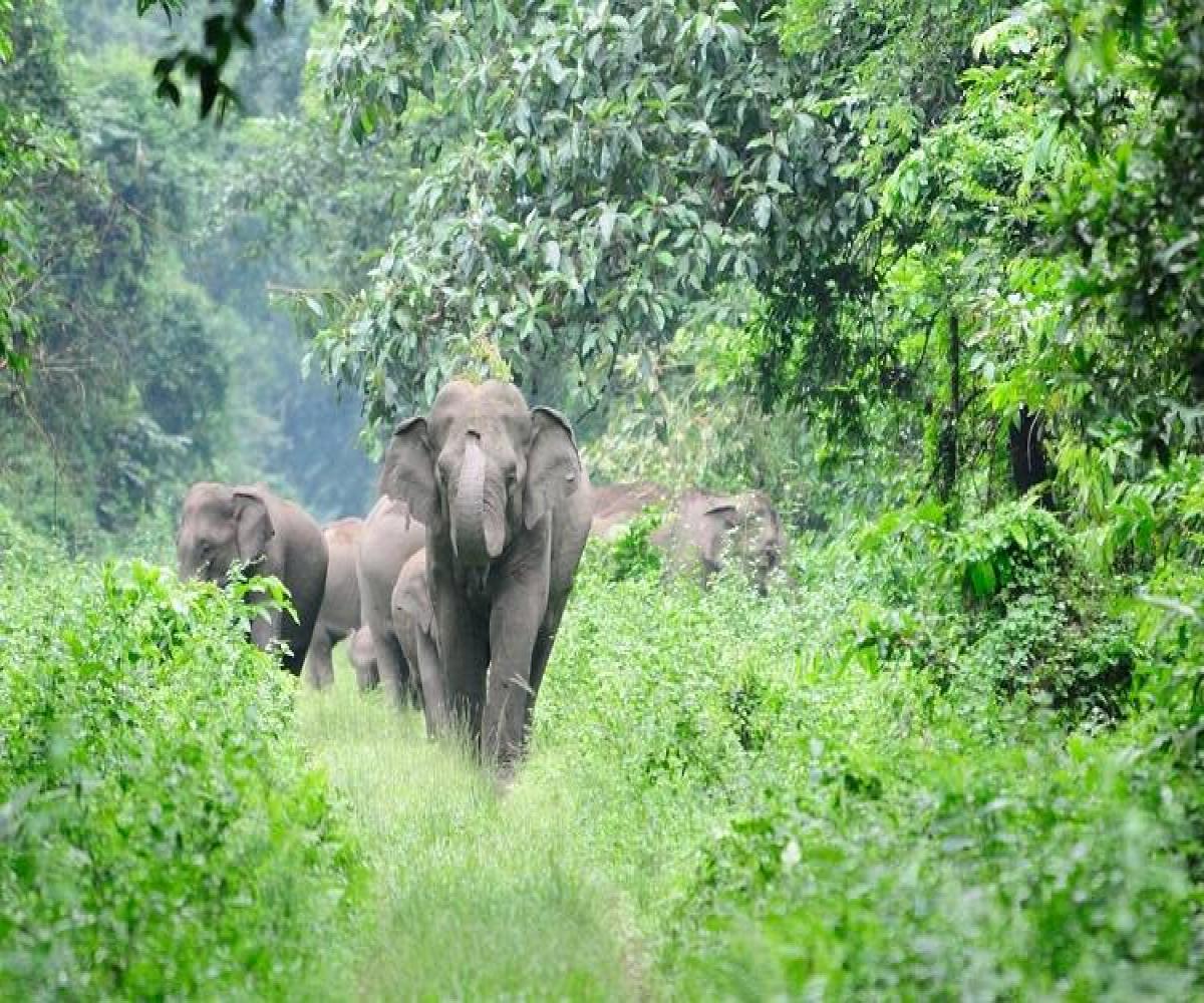 வால்பாறையில் கோவிலை இடித்துச் சேதப்படுத்திய காட்டு யானைக் கூட்டம்