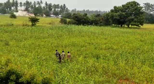 பேரூர் பச்சாபாளையத்தில் முகாமிட்டிருந்த 7 காட்டு யானைகள் விரட்டியடிப்பு