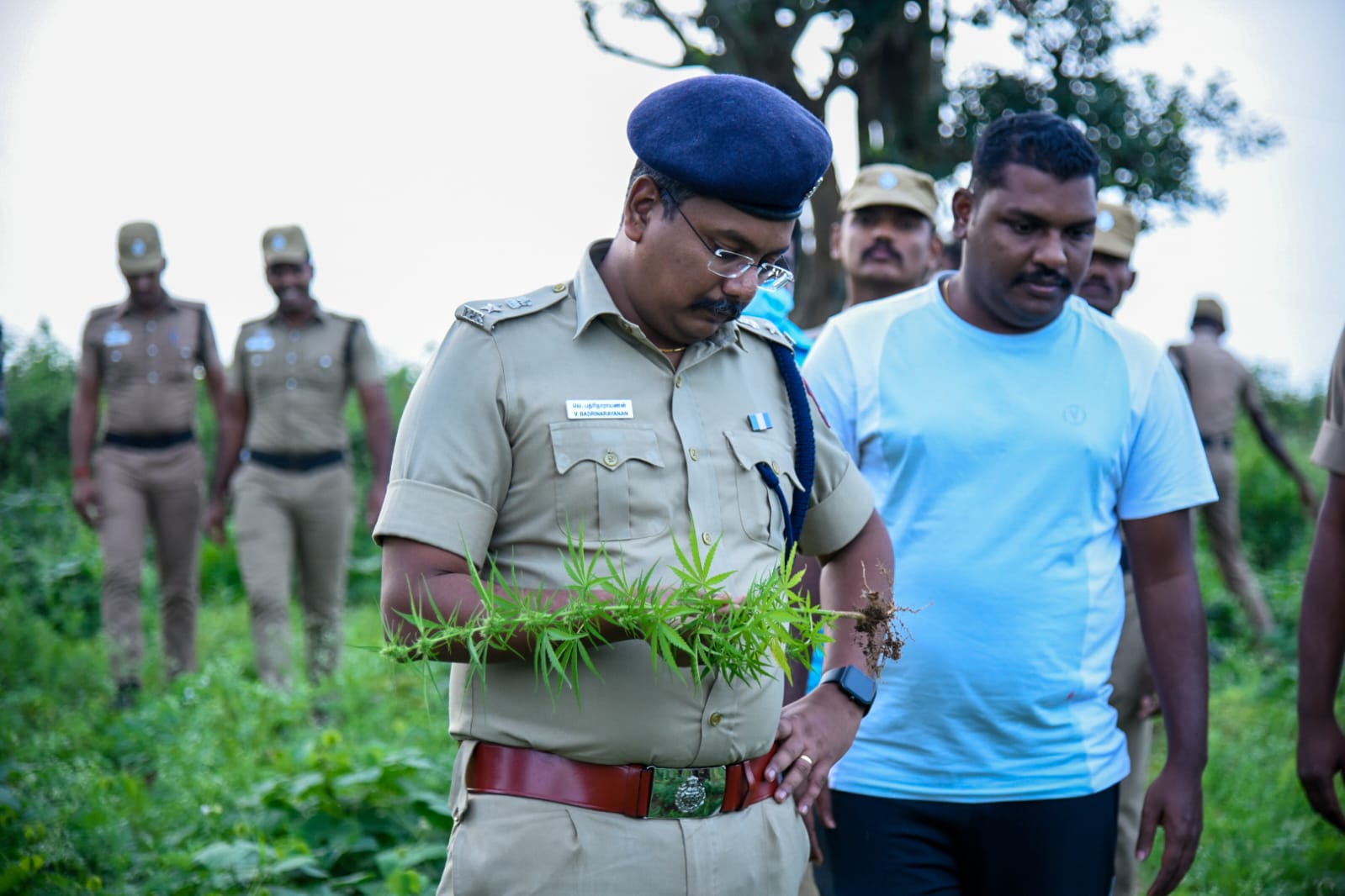 பெரியநாயக்கன்பாளையத்தில் கஞ்சா விவசாயம்... செடிகளை பிடுங்கி அழித்த போலீசார்