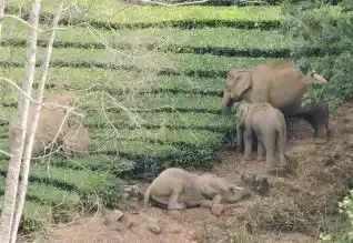 வால்பாறை எஸ்டேட்டில் யானைகள் முகாம்..தேயிலை பறிப்புக்கு வனத்துறை தடை..!