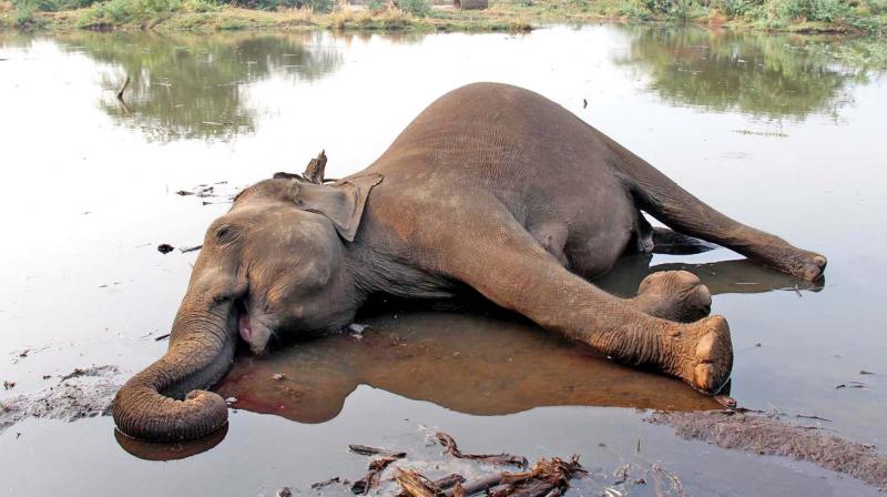 கோவை அருகே உள்ள வனப்பகுதிக்குள் பெண் யானை பலி