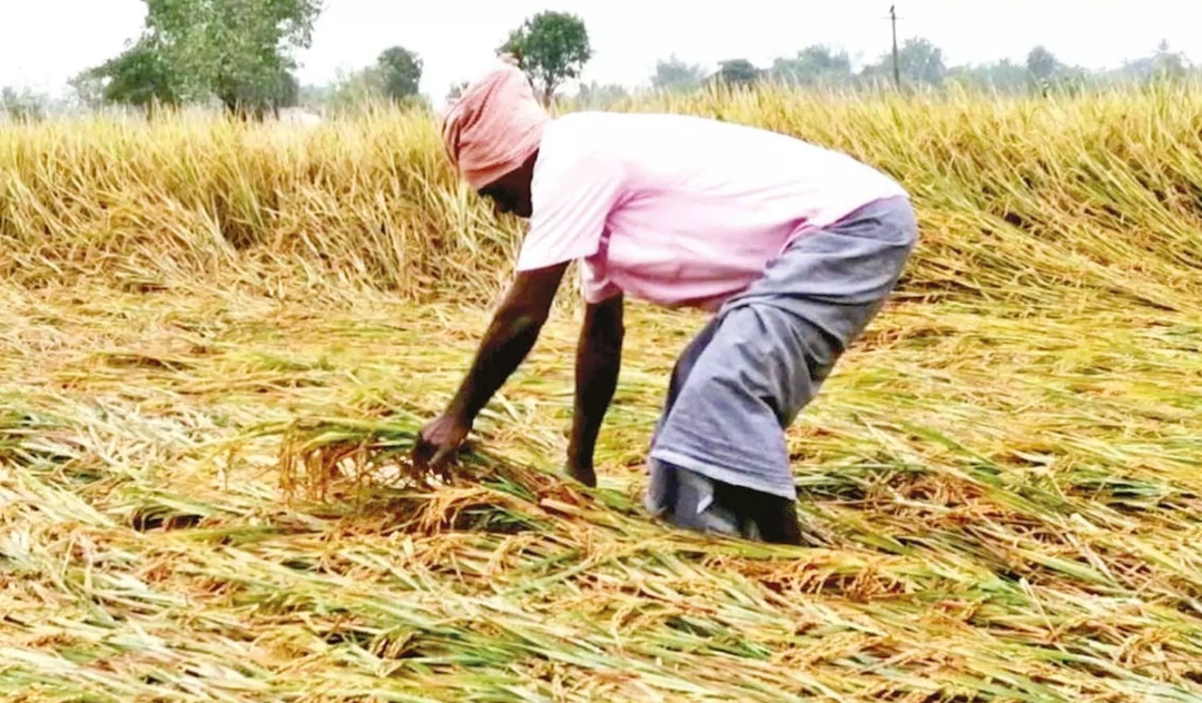 டெல்டா மாவட்டங்களில் திடீர் மழையால் நெற்பயிர்கள் சேதம்: ஆய்வு செய்ய மத்தியக் குழு வருகை