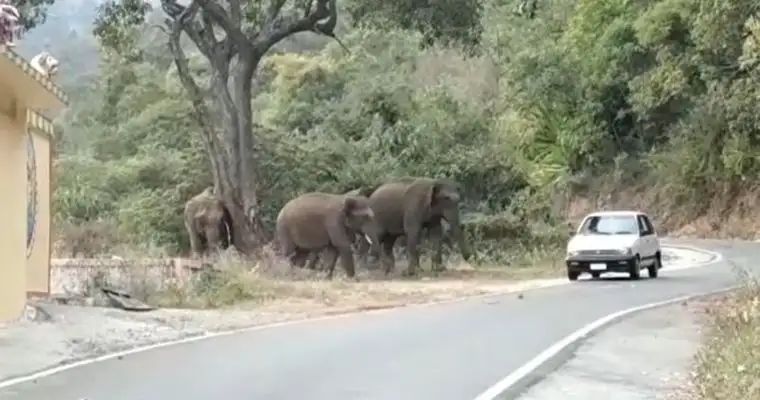 நீலகிரியில் மது போதையில் காட்டு யானைகளுடன் மல்லுக்கு நிற்கும் வாகன ஓட்டிகளால் விபரீதம்