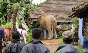 கோவை அருகே வீட்டின் கதவை உடைத்த காட்டு யானை