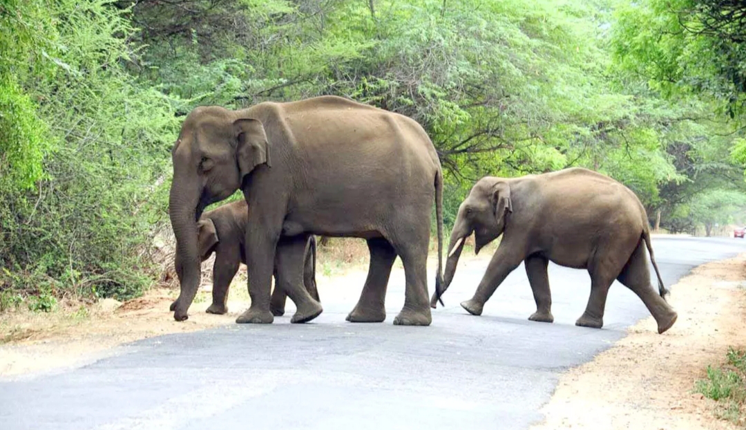 மஞ்சு கெத்தை மலைப்பாதையில் குட்டிகளுடன் உலா வந்த காட்டு யானை.