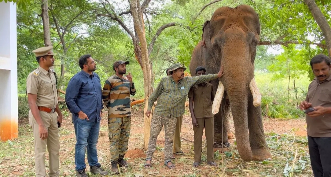 மூன்று மணி நேரம் ஒரே இடத்தில் முகாம் இட்டு பலாப்பழத்தை ருசித்த பாகுபலி யானை..!