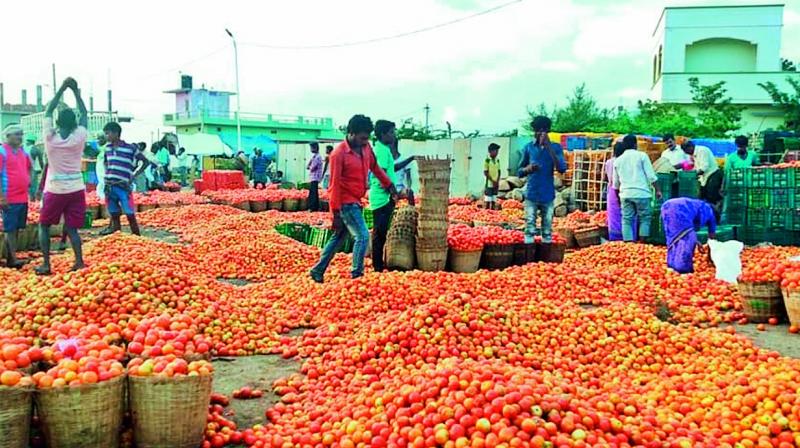 உழவர் சந்தைகளில் தக்காளி குறைந்த விலையில் விற்பனை :1800 கிலோ வாங்கி சென்ற மக்கள்