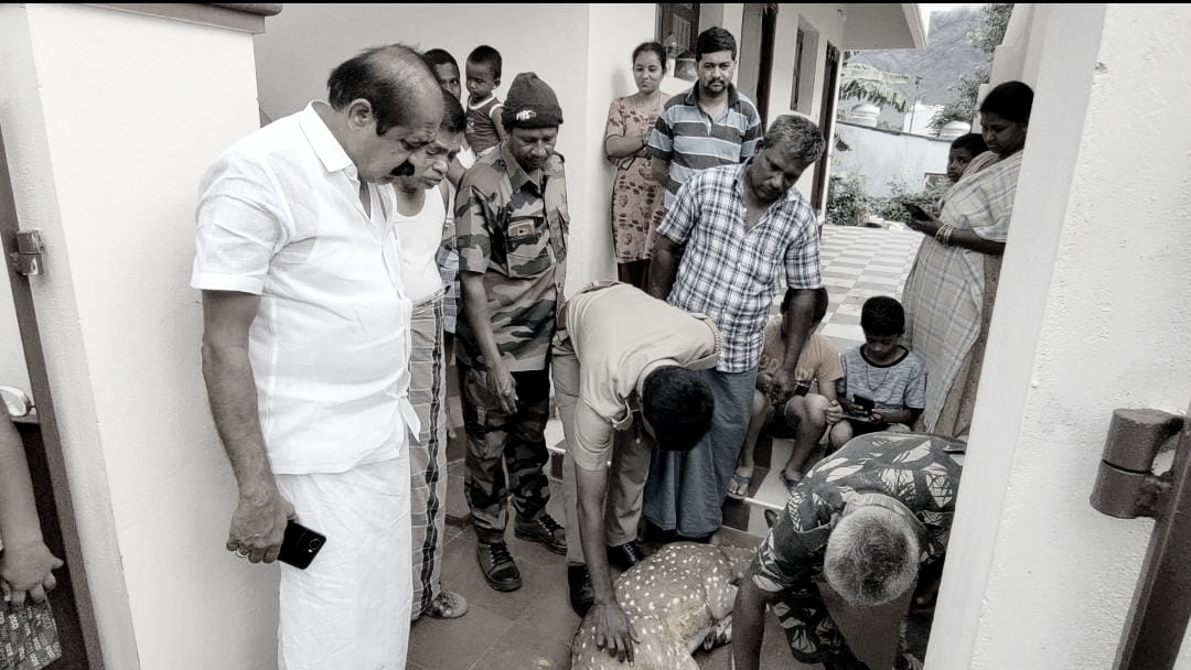 வழிதவறி வந்த புள்ளிமானை கடித்த தெரு நாய்கள்- காப்பாற்றிய ஊர்மக்கள்...