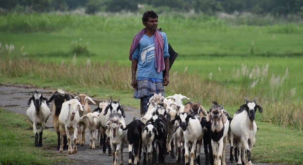 செல்வபுரத்தில் ஆட்டை திருடி ஆட்டோவில் போட்டு எஸ்கேப்..