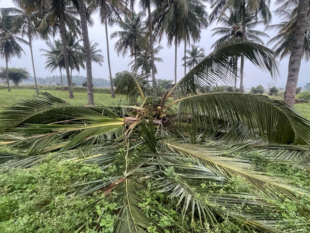 கோவையில் தென்னை மரங்களை வேருடன் பிடுங்கி வீசிய காட்டு யானைகள்