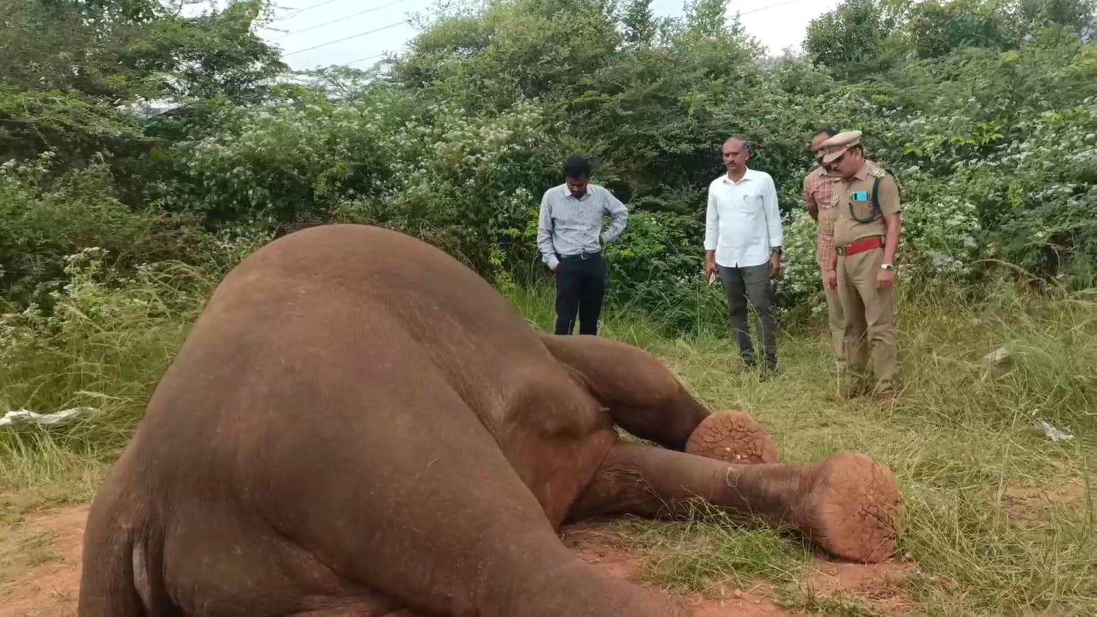 மருதமலை அருகே இரண்டு யானைகள் மோதி கொண்டதில் ஒரு யானை உயிரிழப்பு...