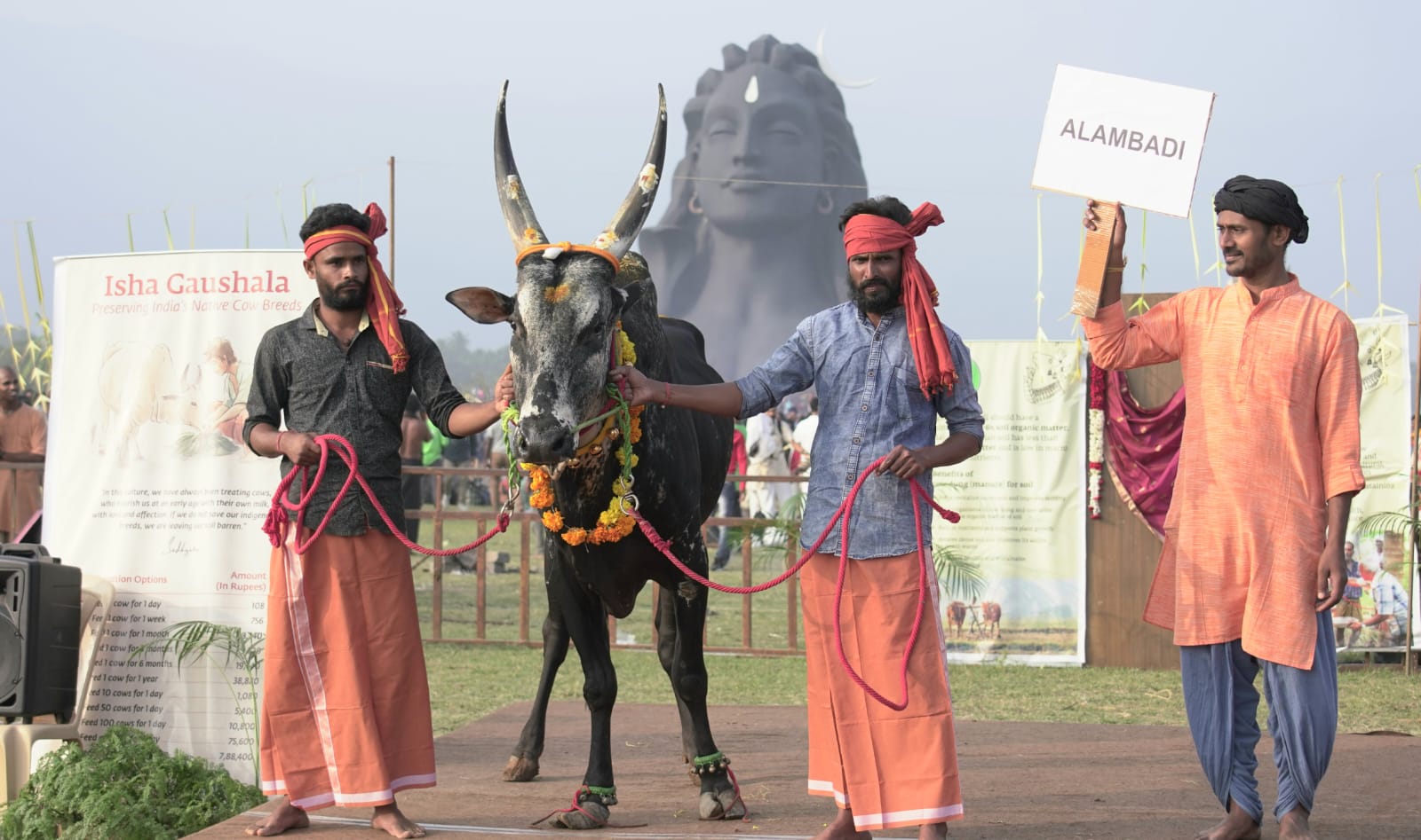 ஈஷாவில் நாட்டு மாடுகளுடன் களைக்கட்டிய பிரம்மாண்ட பொங்கல் திருவிழா!