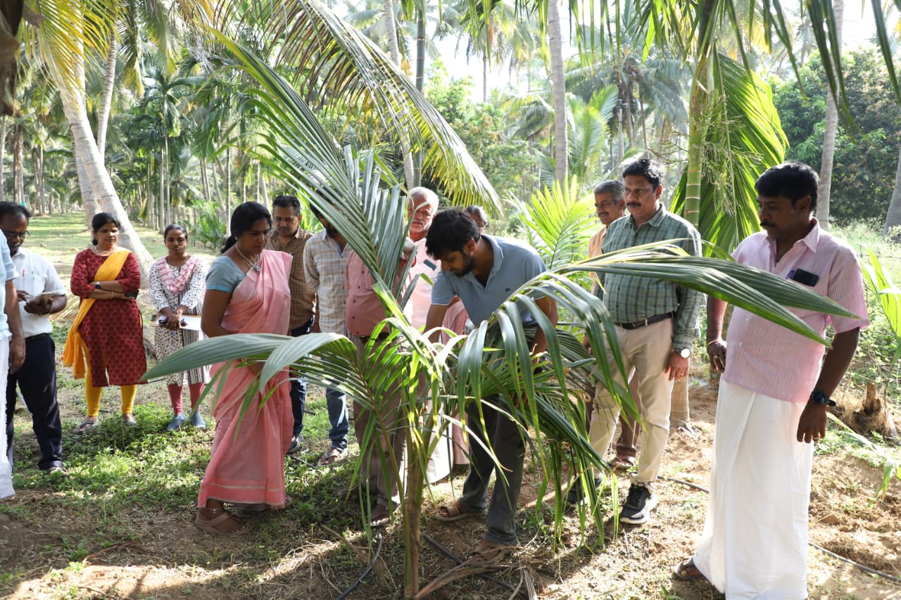 கோவையில் தென்னை வாடல் நோய் குறித்து கள ஆய்வு...