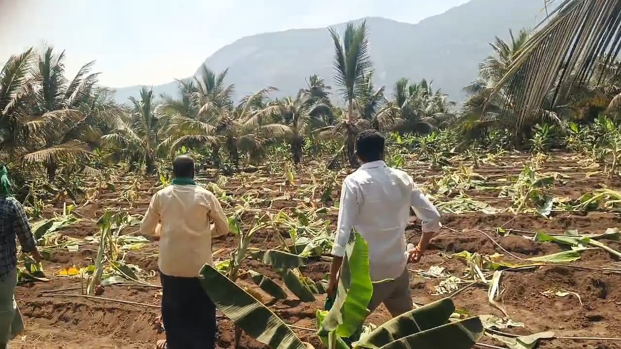 கோவையில் தோப்பை மொத்தமாக முடிச்சுவிட்ட காட்டுயானைகள்!