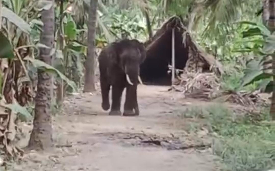 கோவையில் வழி தவறி ஊருக்குள் புகுந்த ஒற்றை காட்டு யானை- வீடியோ காட்சிகள் உள்ளே...