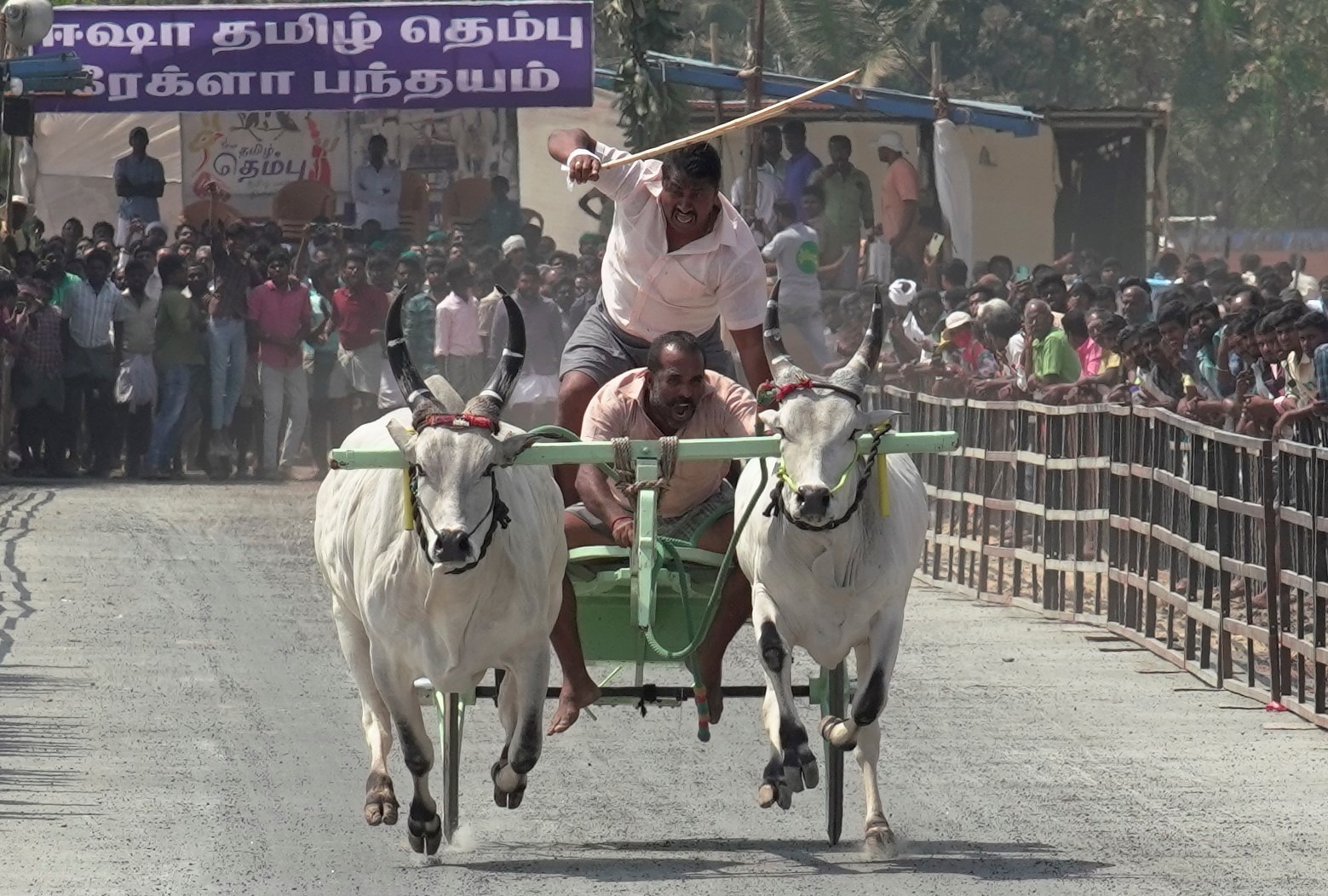 ஈஷாவில் களைக்கட்டிய ரேக்ளா பந்தயம் - சீறி பாய்ந்த காளைகள்!