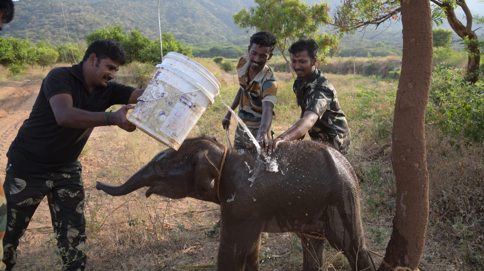 கைவிடப்பட்ட யானை குட்டியை மீண்டும் அதன் கூட்டத்துடன் சேர்த்து வைத்த கோவை வனத்துறையினர்...