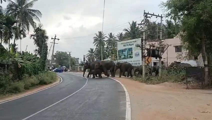 தொண்டாமுத்தூரில் கூட்டமாக சாலையை கடந்து சென்ற யானை கூட்டம்…