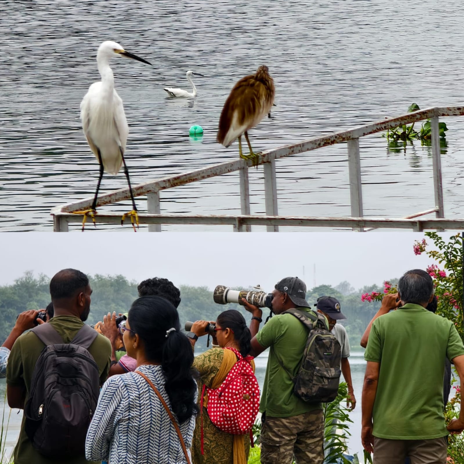 கோவைக்கு இடம்பெயர்ந்து வந்துள்ள பெலிக்கான் உள்ளிட்ட பறவைகளை காண குவிந்த பறவை ஆர்வலர்கள்...