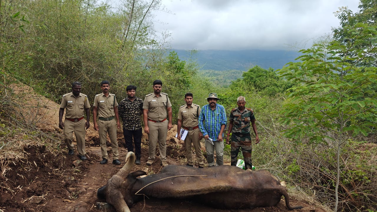 கோவையில் மழையினால் வழுக்கி விழுந்து காட்டு மாடு உயிரிழப்பு…