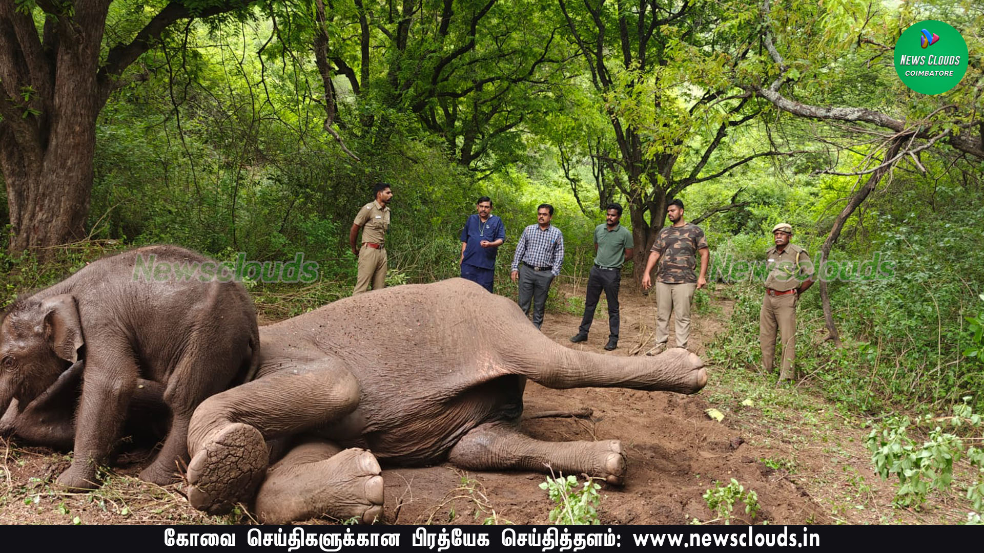 மருதமலையில் உடல் நலம் குன்றிய தாய் யானை அருகில் வேதனையுடன் நிற்கும் குட்டி யானை! - VIDEO