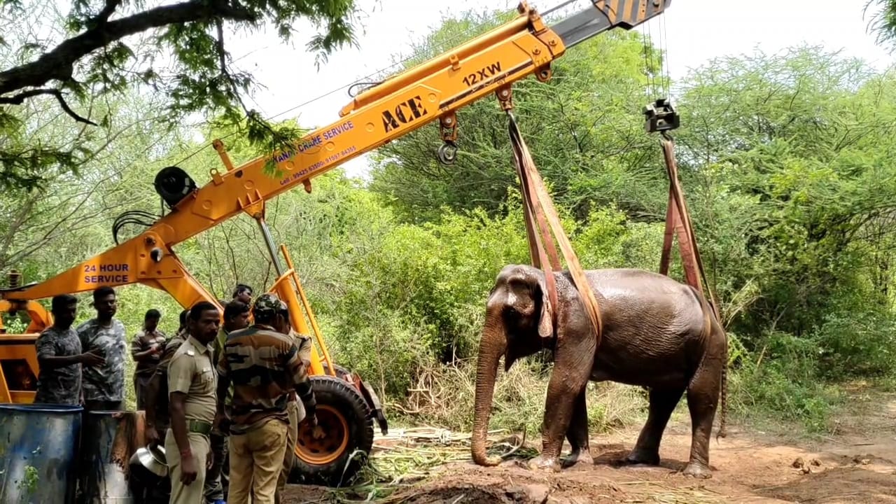 மருதமலை அருகே உடல்நிலை குன்றிய நிலையில் இருந்த யானையின் தற்போதை நிலை என்ன..?