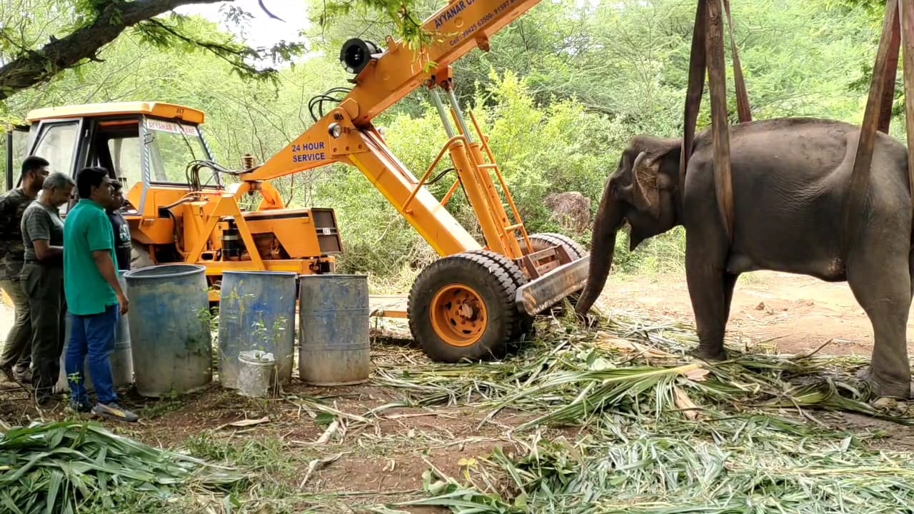 மருதமலை அருகே உடல் நலம் பாதிக்கப்பட்ட பெண் யானைக்கு நான்காவது நாளாக சிகிச்சை...