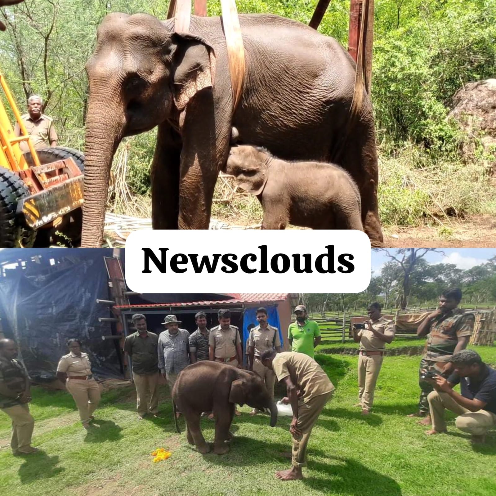 மருதமலையில் தாயை பிரிந்த குட்டி யானை தெப்பக்காடு முகாமில் உயிரிழப்பு…