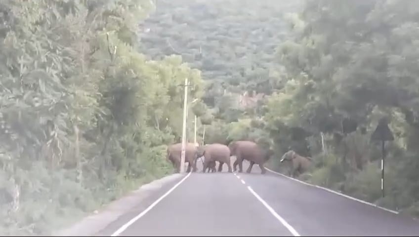 மருதமலையில் சாலையை கடந்து சென்ற காட்டுயானை கூட்டம்- வைரல் வீடியோ காட்சிகள்...