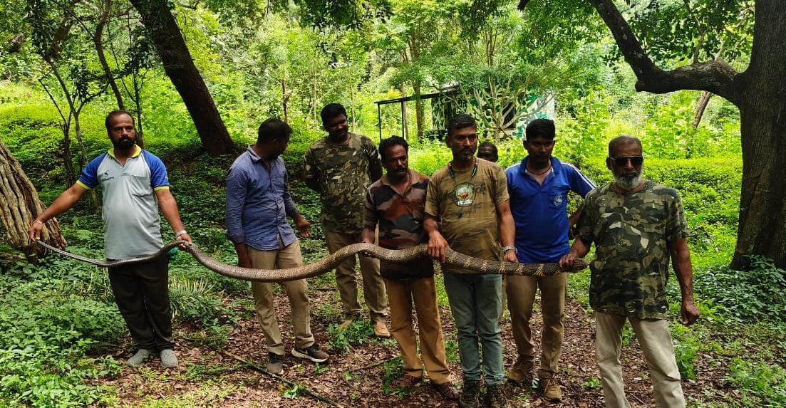 மேட்டுப்பாளையம் அருகே 13 அடி நீளமுள்ள அரியவகை ராஜநாகம் மீட்பு…