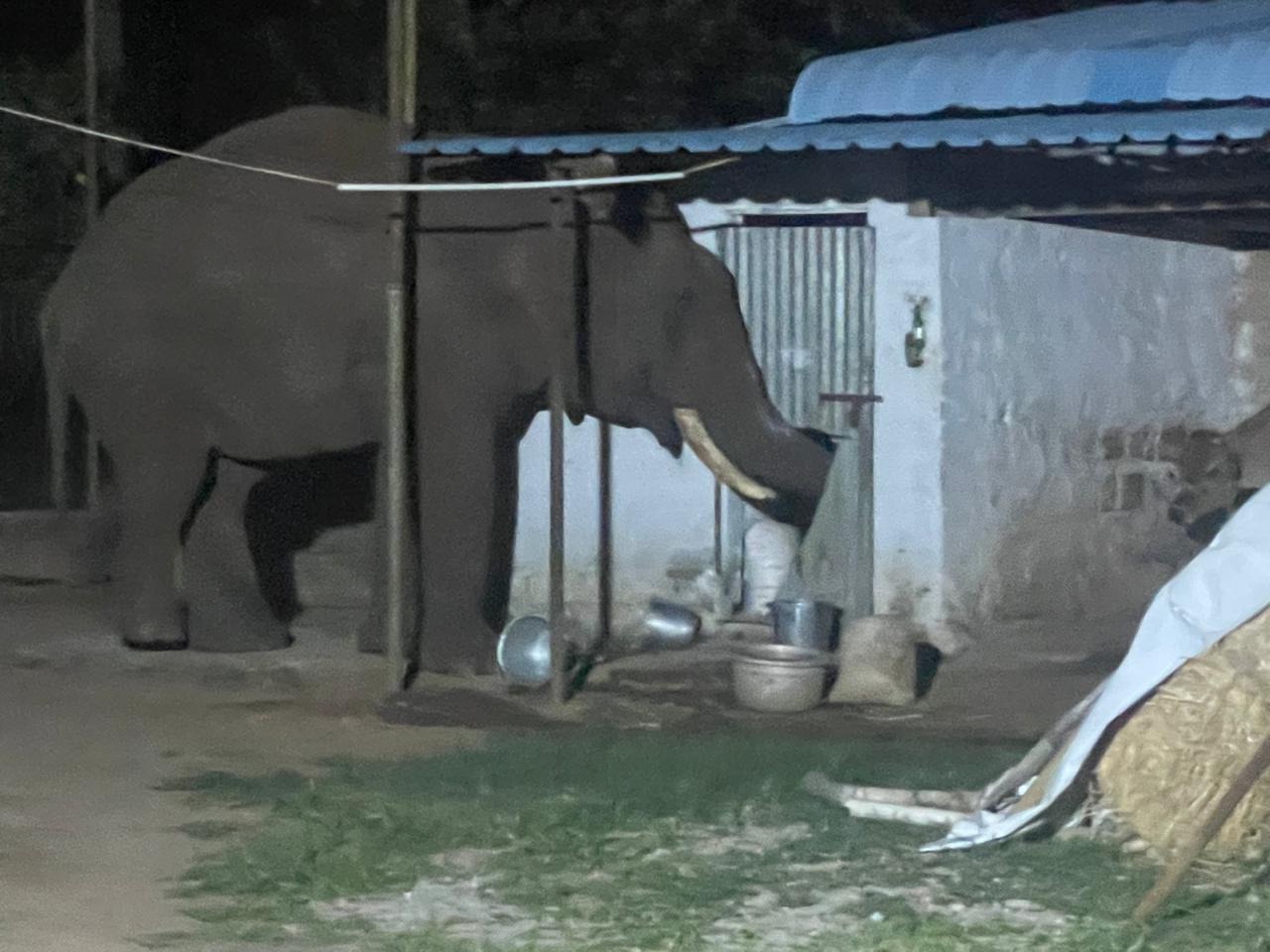 கோவையில் மாடுகளுக்கு வைத்திருந்த தவிடை ருசிபார்த்த காட்டுயானைகள்...