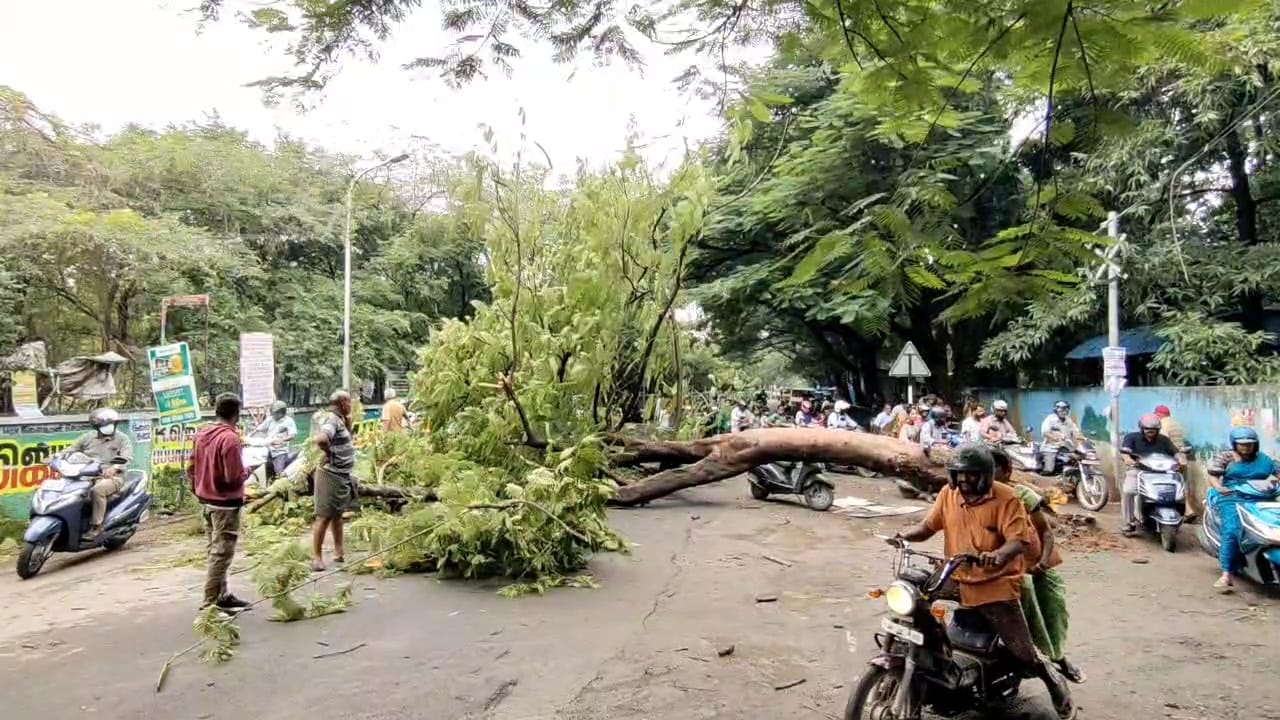 கோவையில் பெய்த கனமழையினால் சாய்ந்த மரம்...