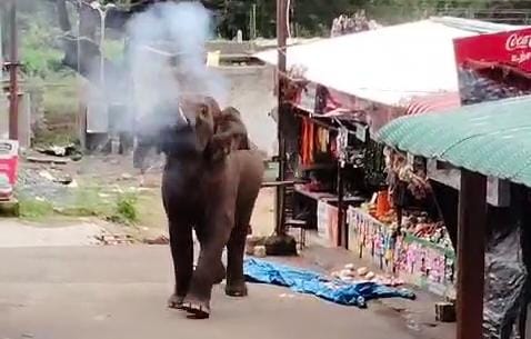 வெள்ளியங்கிரியில் கடைகளை சூறையாடிய காட்டுயானை- வீடியோ காட்சிகள் உள்ளே...